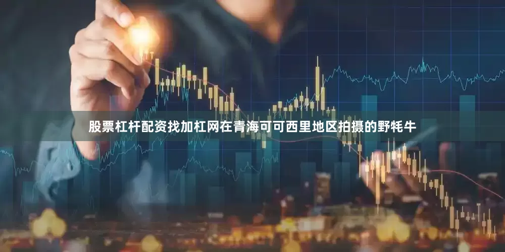 股票杠杆配资找加杠网　　在青海可可西里地区拍摄的野牦牛